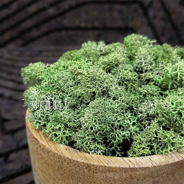 Stabilizovaný mach Lišajník MEDIUM GREEN - 1000g