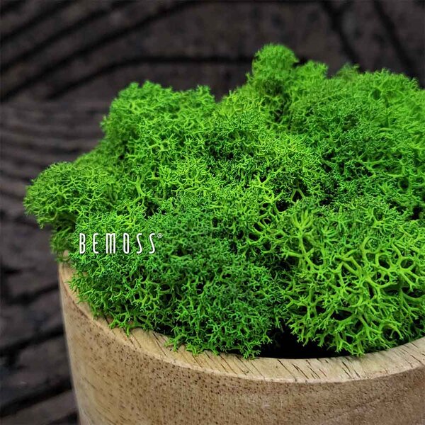 Stabilizovaný mach Lišajník GREEN - 1000g