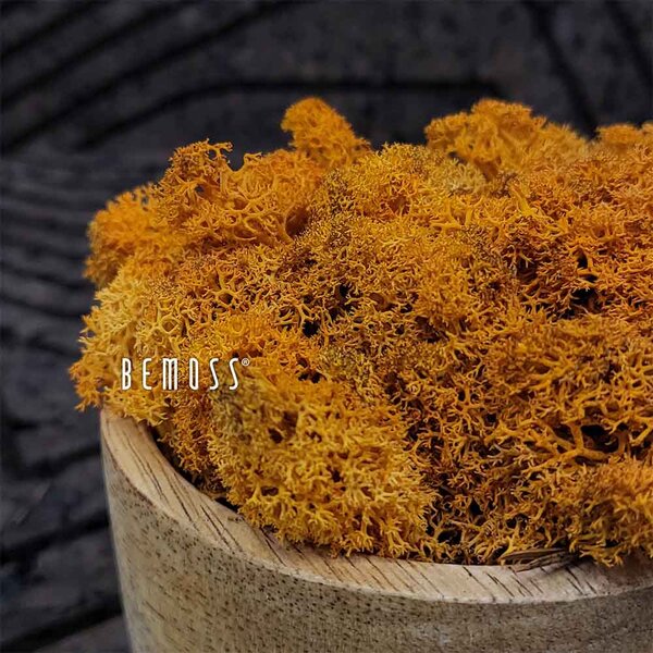 Stabilizovaný mach Lišajník AUTUMN - 1000g