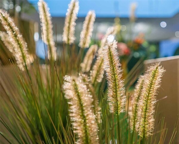 Umelá tráva Pennisetum 85 cm – v kvetináči - 71 - 90 cm