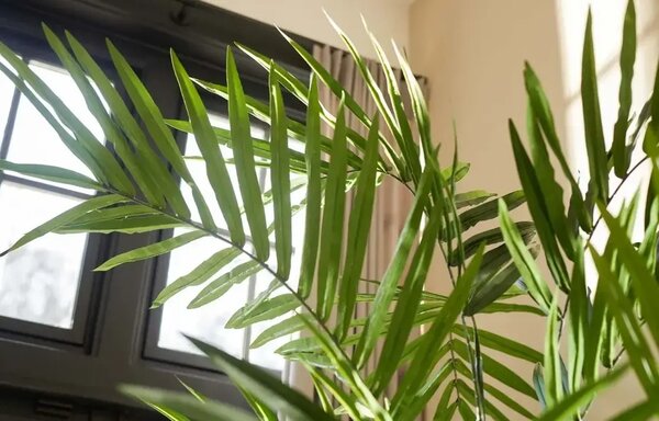 Umelá palma Kentia 270 cm