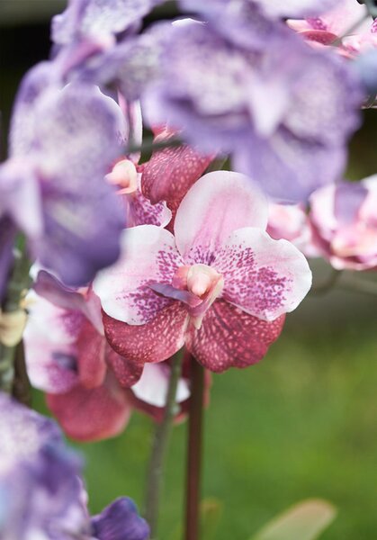 Umelá orchidea Vanessa 70 cm – mix ružová - Ružová - 51 - 70 cm