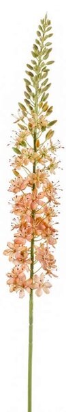 Umelý stepský ľaliovník Eremurus marhuľový 105 cm – elegantná dekorácia - Oranžová - 91 - 120 cm