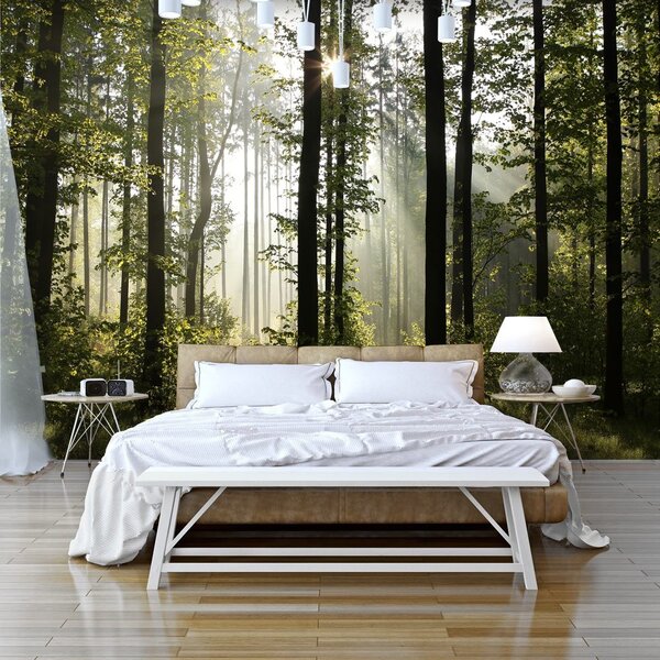 Samolepiaca tapeta očarujúce ráno v lese - Morning Sunlight