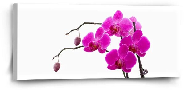 Sablio Obraz Fialové orchidey - 110x50 cm