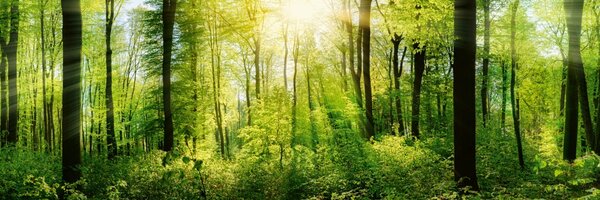 DIMEX | Dibond doska za kuchynskú linku | DBW-18060-133 Svieži les | 180 x 60 cm