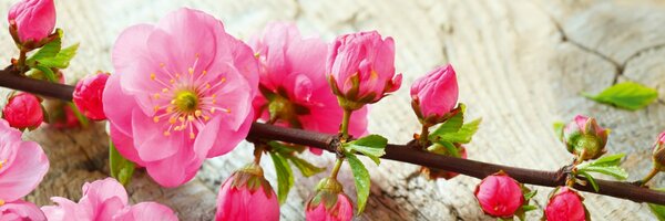 DIMEX | Dibond doska za kuchynskú linku | DBW-18060-053 Sakura | 180 x 60 cm