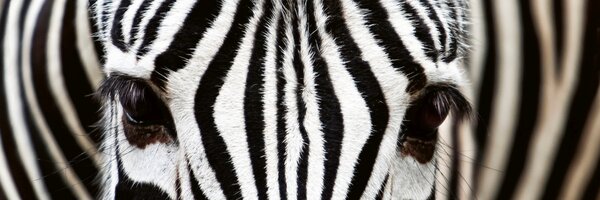 DIMEX | Dibond doska za kuchynskú linku | DBW-18060-016 Zebra | 180 x 60 cm