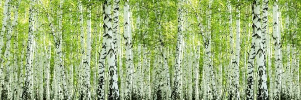 DIMEX | Dibond doska za kuchynskú linku | DBW-18060-193 Jarný brezový háj | 180 x 60 cm