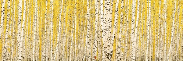 DIMEX | Dibond doska za kuchynskú linku | DBW-18060-197 Žltý brezový háj | 180 x 60 cm