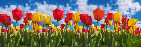 DIMEX | Dibond doska za kuchynskú linku | DBW-18060-131 Pole tulipánov | 180 x 60 cm