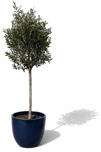 Olivovník (štíhly kmeň) v kvetináči LANCELOT 47×41cm — Polnočná Modrá