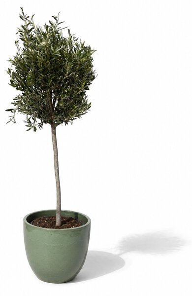 Olivovník (štíhly kmeň) v kvetináči LANCELOT 47×41cm — Nefritovo perlová
