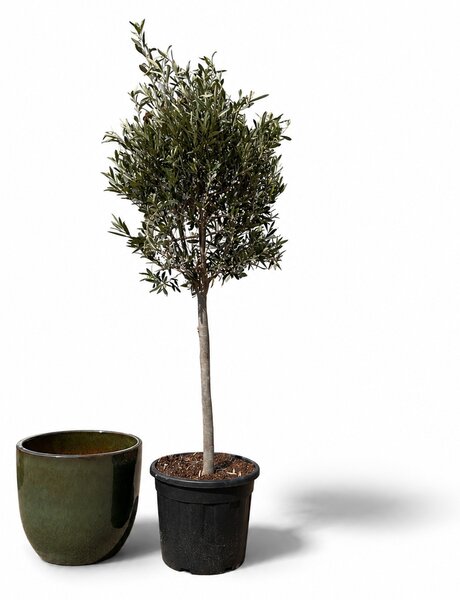 Olivovník (štíhly kmeň) v kvetináči LANCELOT 47×41cm — Tropická Zelená