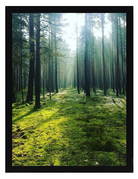 Obraz Green Forest 30x40cm
