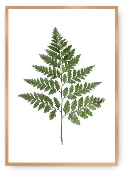 Plagát Fern Green
