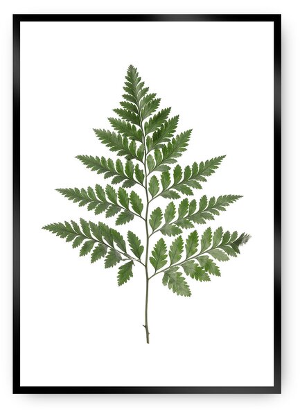 Plagát Fern Green