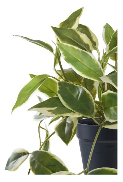 Umelá rastlina (výška 33 cm) Hoya Carnosa – House Nordic