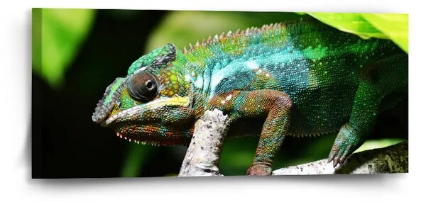 Sablio Obraz Chameleón - 110x50 cm