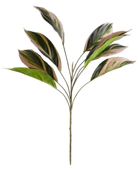 FLORISTA Algaonema 62 cm - zelená/ružová