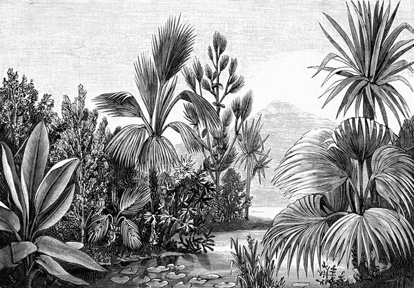 Vliesová čiernobiela fototapeta - džungľa, palmy 158953, 350x279cm, Paradise, Esta