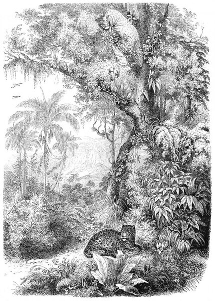 Vliesová čiernobiela fototapeta - leopard v džungli 158945, 200x279cm, Paradise, Esta