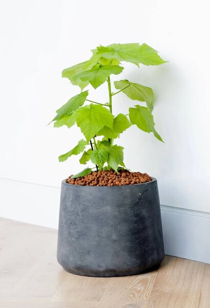 Kvetináč TROPICO, sklolaminát, výška 29 cm, antracit