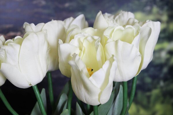 Krémový umelý tulipán s listami 67cm 1ks