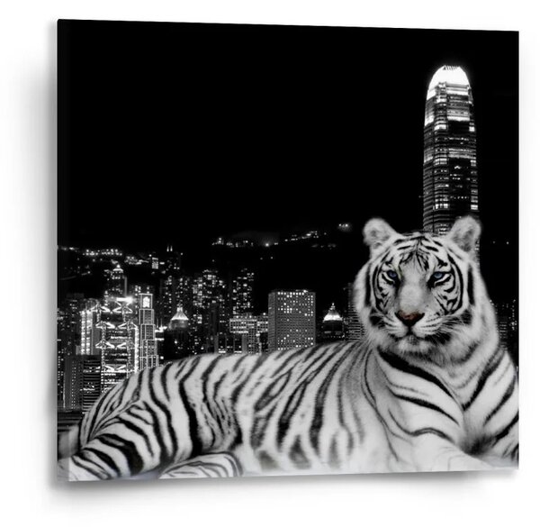 Sablio Obraz Mestský tiger - 50x50 cm