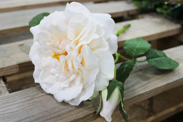Krémová umelá ruža záhradná 36cm