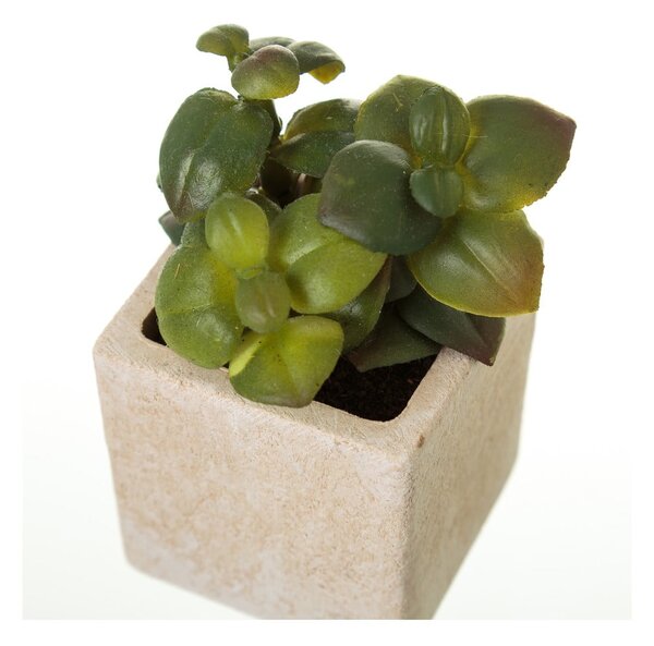 Umelé rastliny v súprave 6 ks (výška 9,5 cm) Cactus – Casa Selección