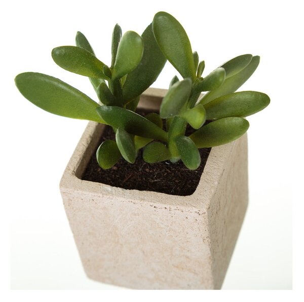 Umelé rastliny v súprave 6 ks (výška 9,5 cm) Cactus – Casa Selección