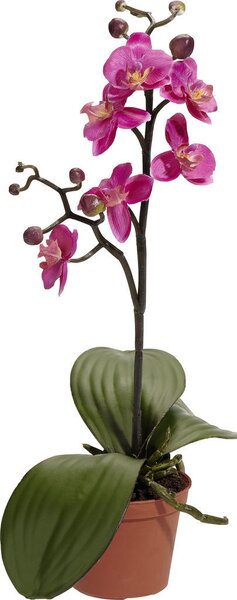 ORCHIDEA orchidea 40 cm - Kvety & kvetináče