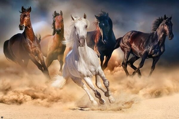 Plagát, Obraz - Kone - Five horses