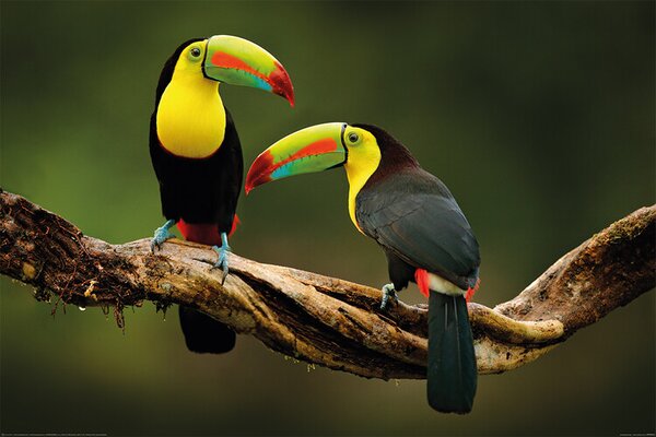 Plagát, Obraz - Vtáky - Toucan
