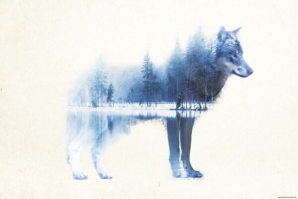 Plagát, Obraz - Forest Wolf