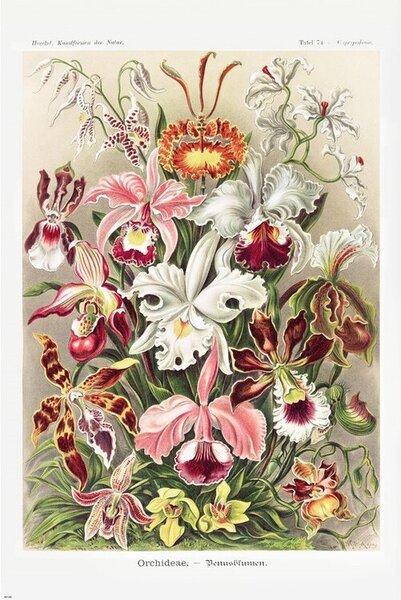 Plagát, Obraz - Ernst Haeckel - Orchideen
