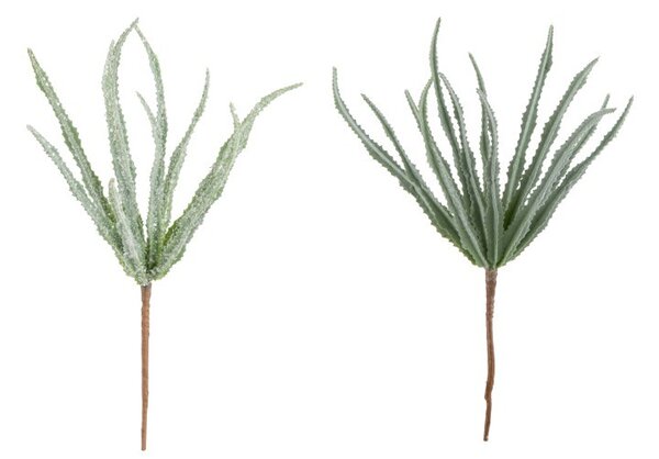 Dekorácie 2ks kvetina Haworthia - 28 cm - J-Line by Jolipa