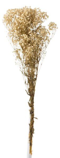 Zväzok prírodnej sušenej trávy Gypsophila - 10*5*84 cm - J-Line by Jolipa