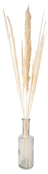 Prírodná béžová kytica sušené kvety trávy - 90 cm (10ks) - Clayre & Eef