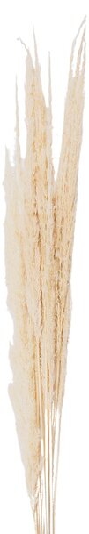 Prírodná béžová kytica sušené kvety trávy - 90 cm (10ks) - Clayre & Eef