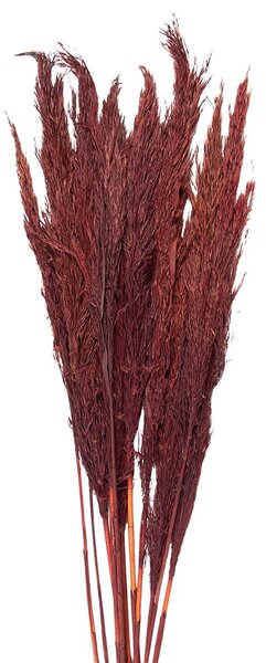 Vínová kytica sušené kvety bambusu Bamboo - 100 cm (10ks) - Clayre & Eef