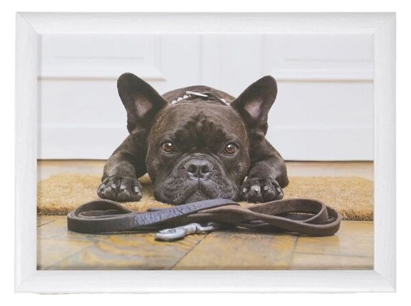 Podnos na nohy s buldočkom French Bulldog humour - 43*33*7cm - Mars & More