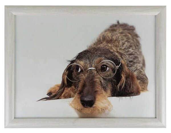 Podnos na nohy s jazvečíkom v okuliaroch Dachshund humour - 43*33*7cm - Mars & More