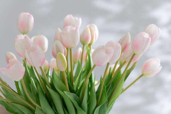 Kytica 7ks ružových realistických tulipánov Tulips - 43cm - daan kromhout