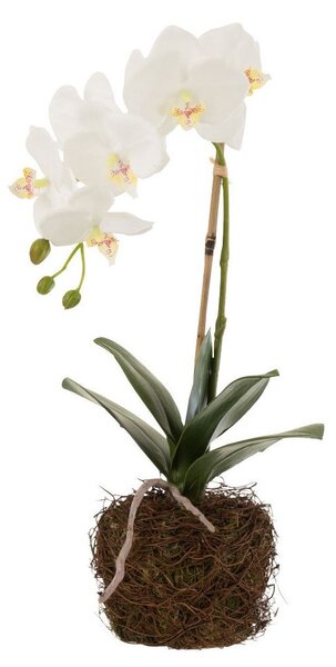 Dekorácia umelá kvetina Orchidea s koreňmi a machom - 23*17*40 cm - J-Line by Jolipa