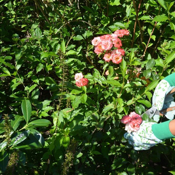 Záhradné rukavice Roses, zelená