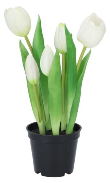 5ks biely realistický tulipán Tulips v kvetináčiku - 26 cm - daan kromhout