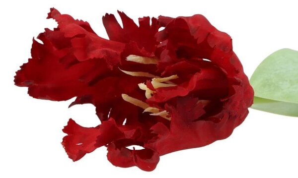 Červený tulipán Silk Tulip Red - 64 cm - daan kromhout