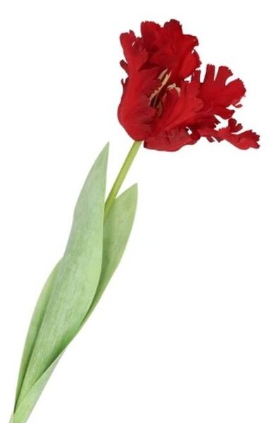 Červený tulipán Silk Tulip Red - 64 cm - daan kromhout